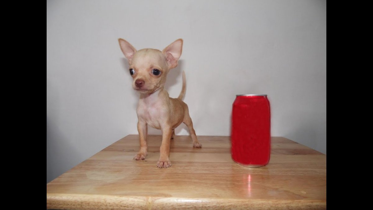 Чихуахуа карманная бесшерстная