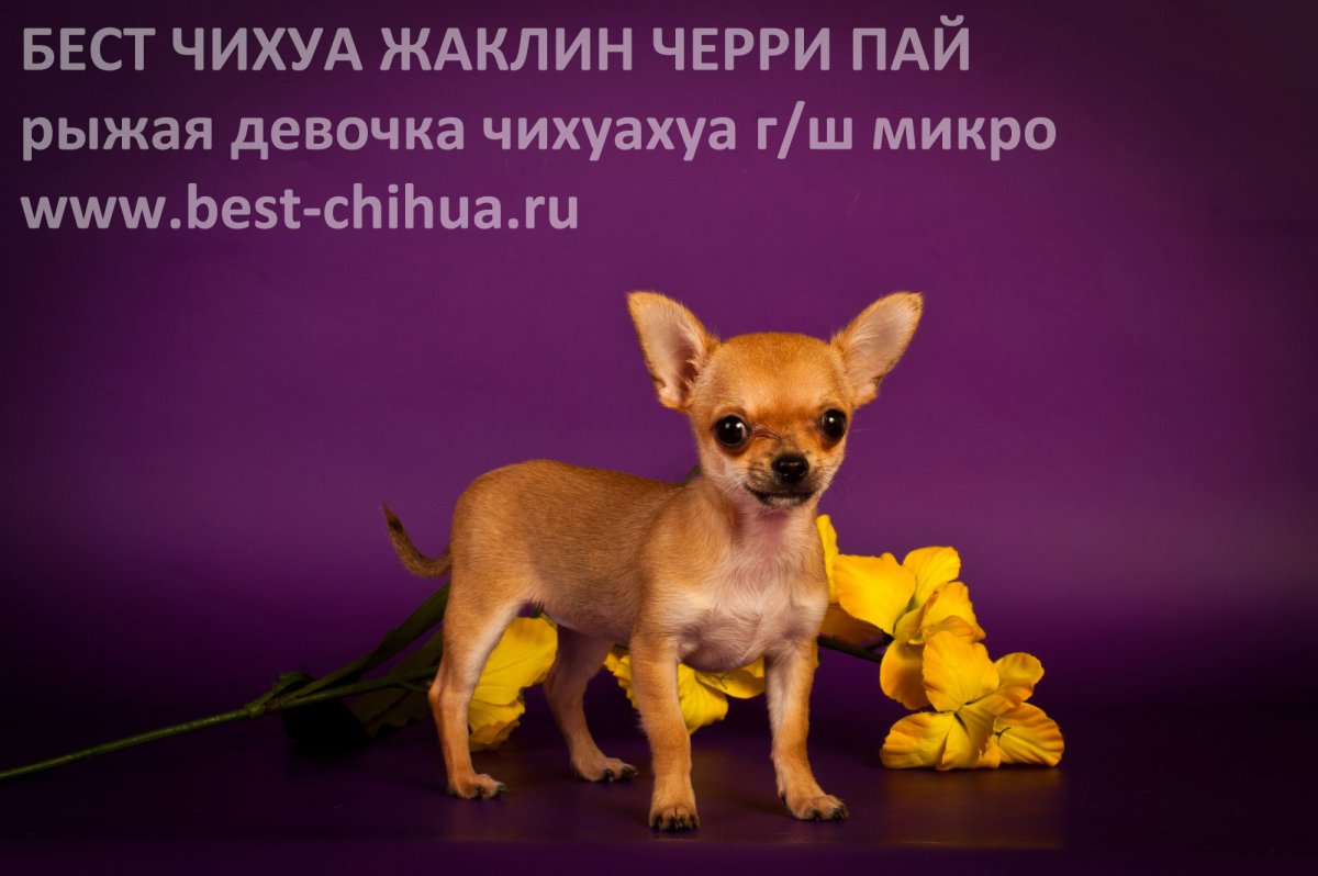 Чихуахуа в одежде