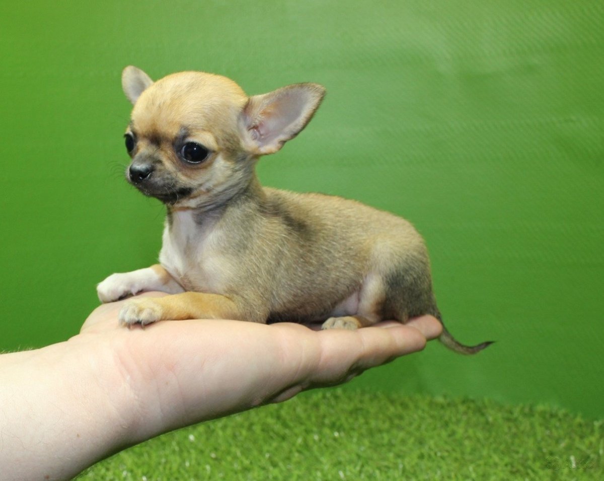 Чихуахуа кобби микро