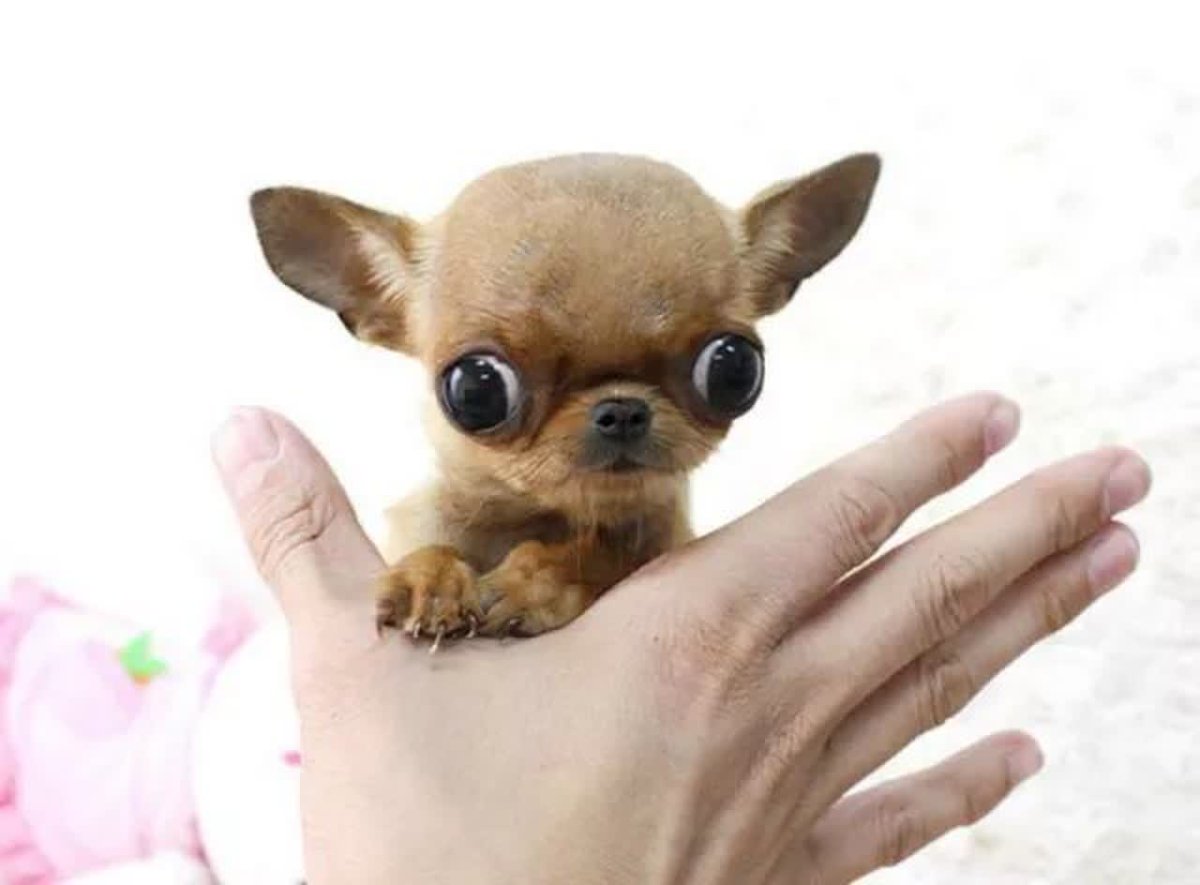 Милые щенки чихуахуа