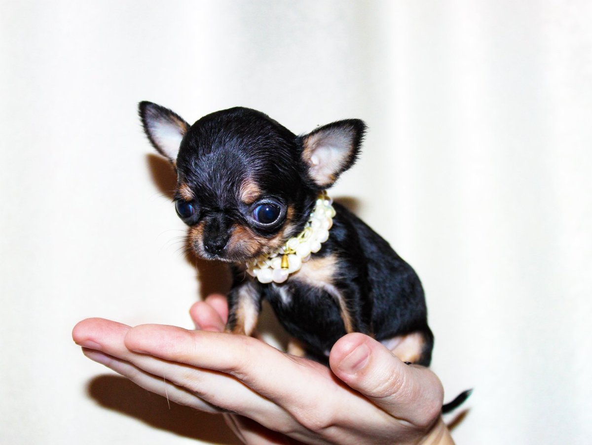 Микра чихуахуа