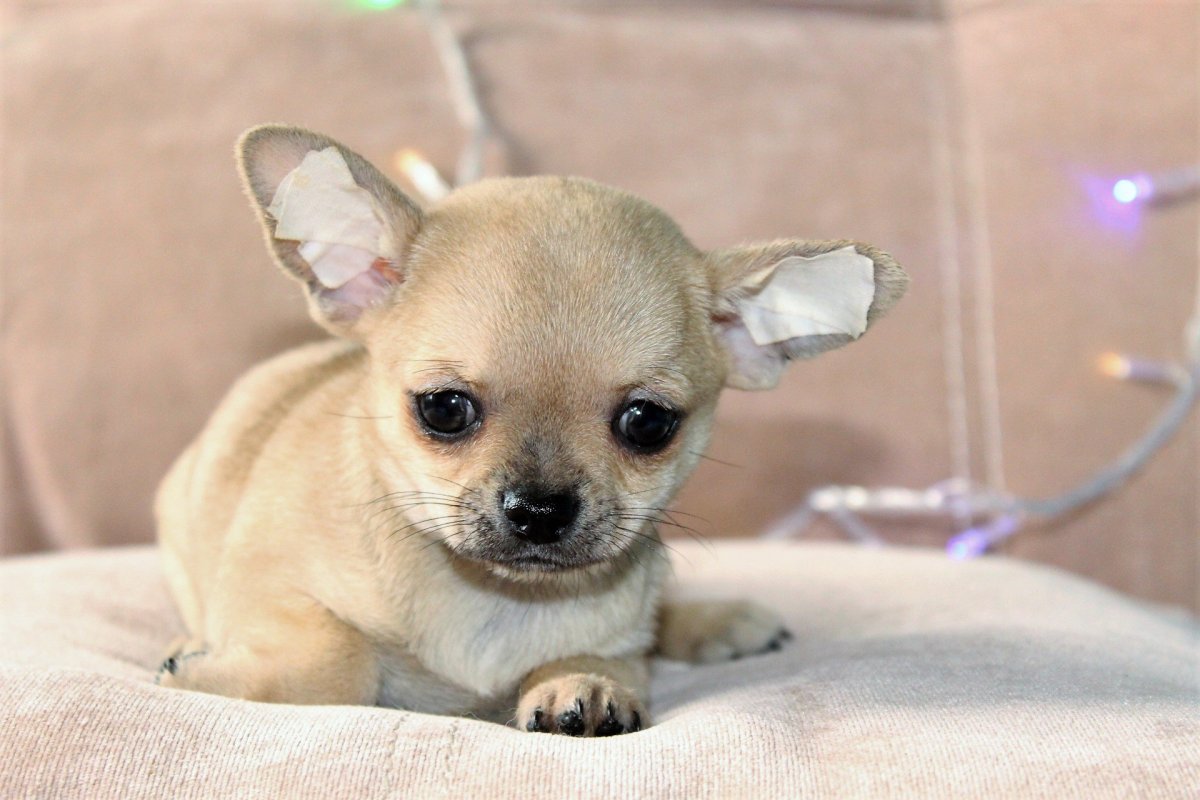 Микро чихуа