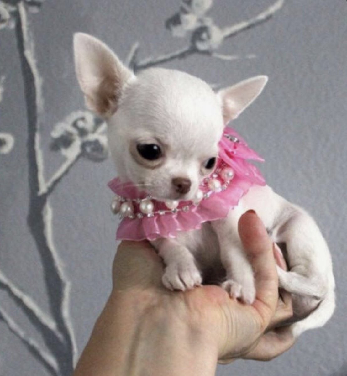 Голая чихуахуа