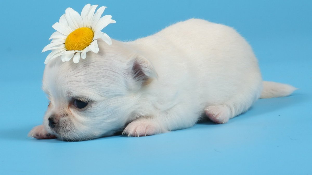 Чихуахуа тявкает