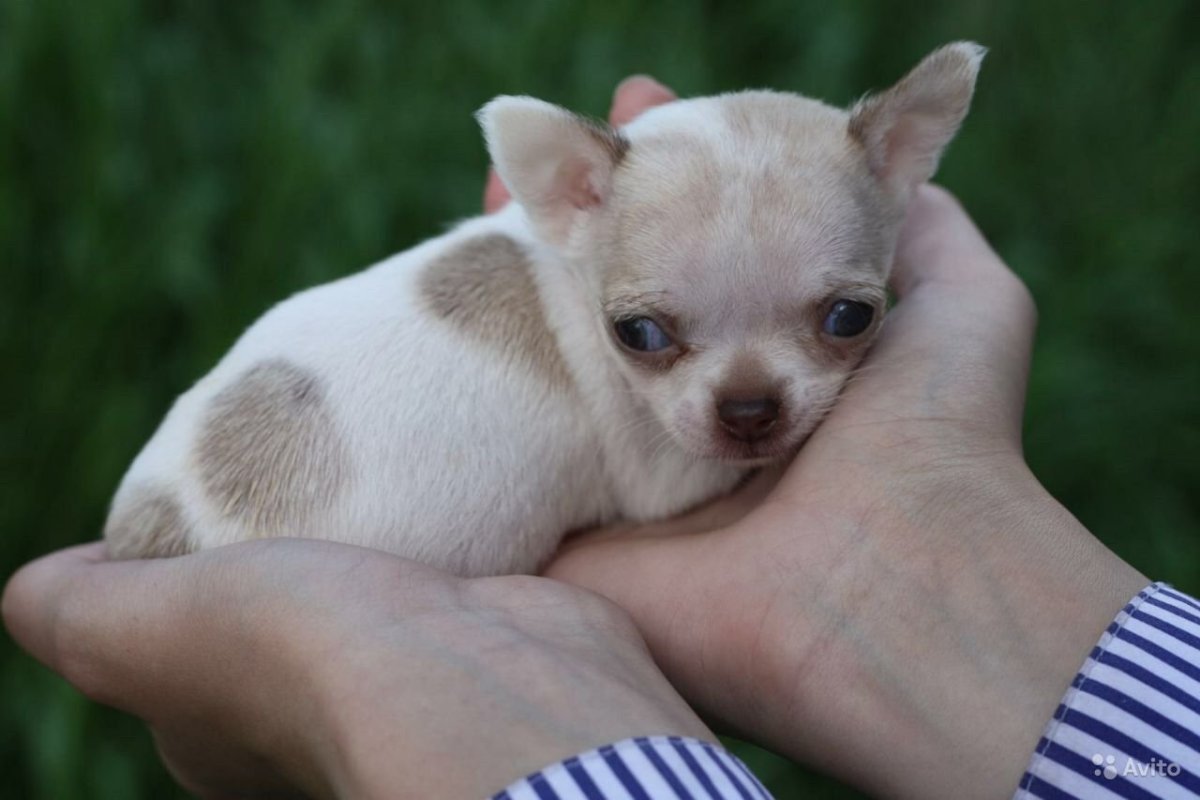 Чихуахуа микро самые маленькие