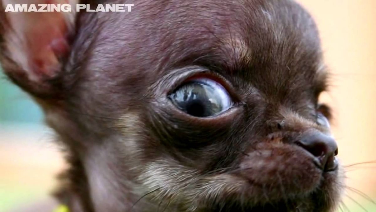 Чихуахуа Милли