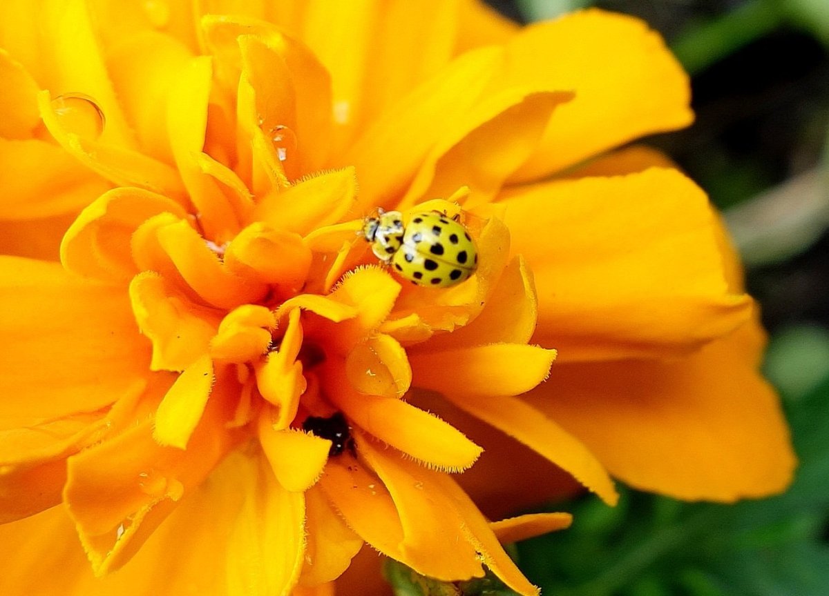 Желто оранжевый