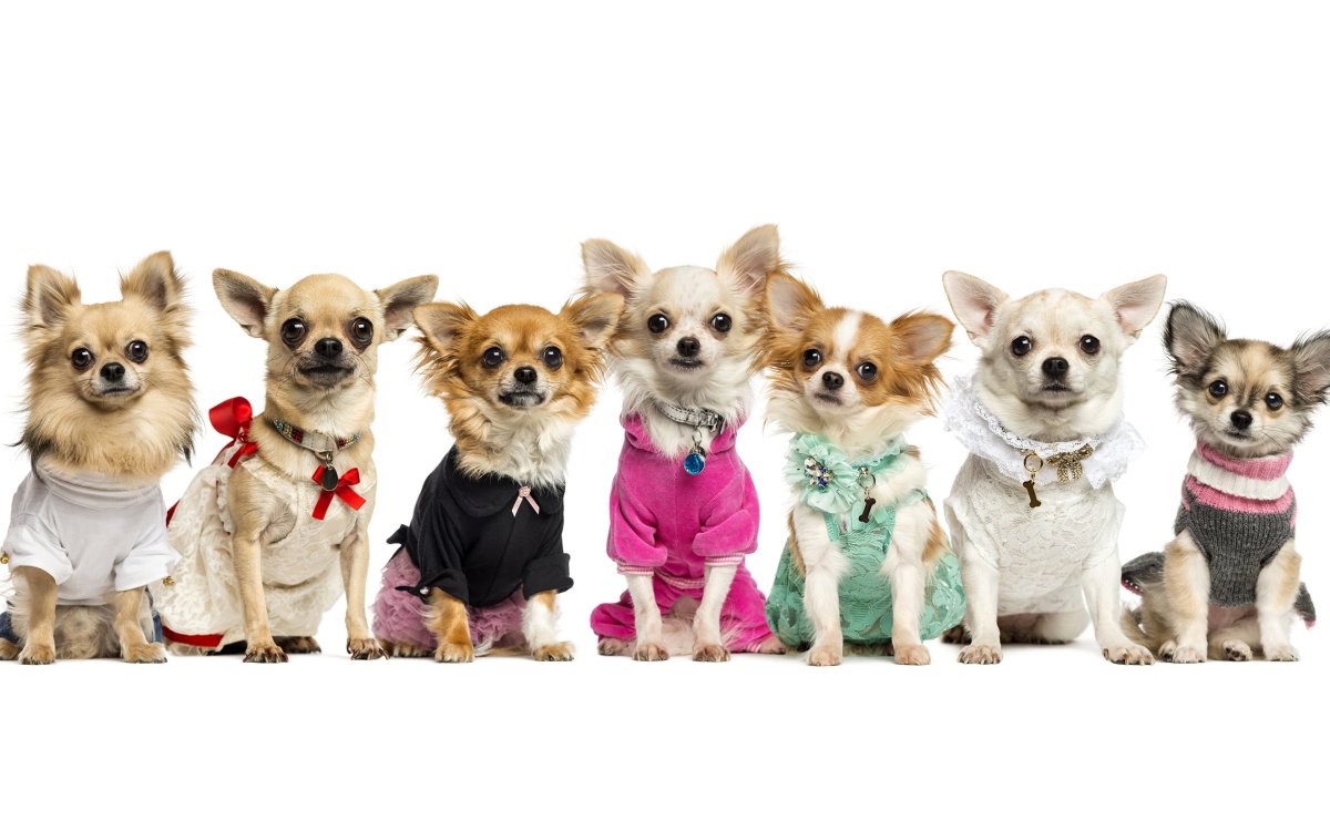 Чихуахуа мини