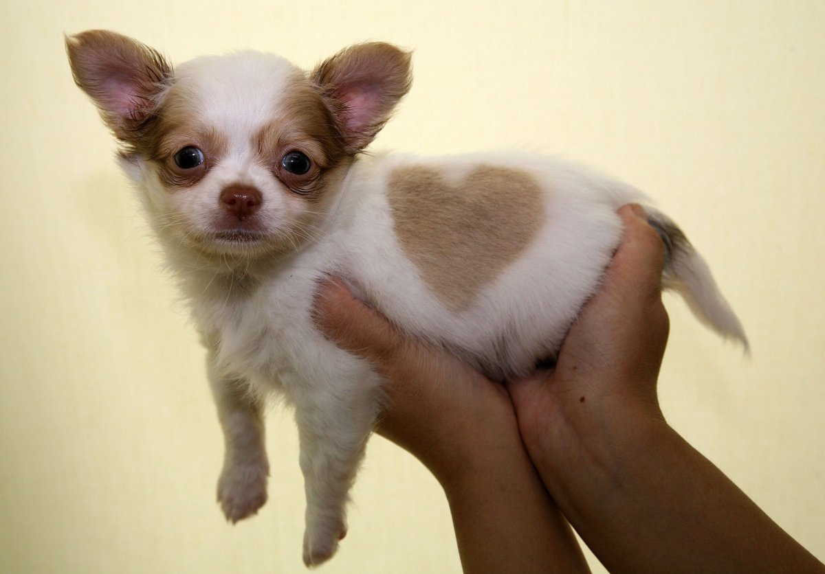 Чихуахуа мини злая