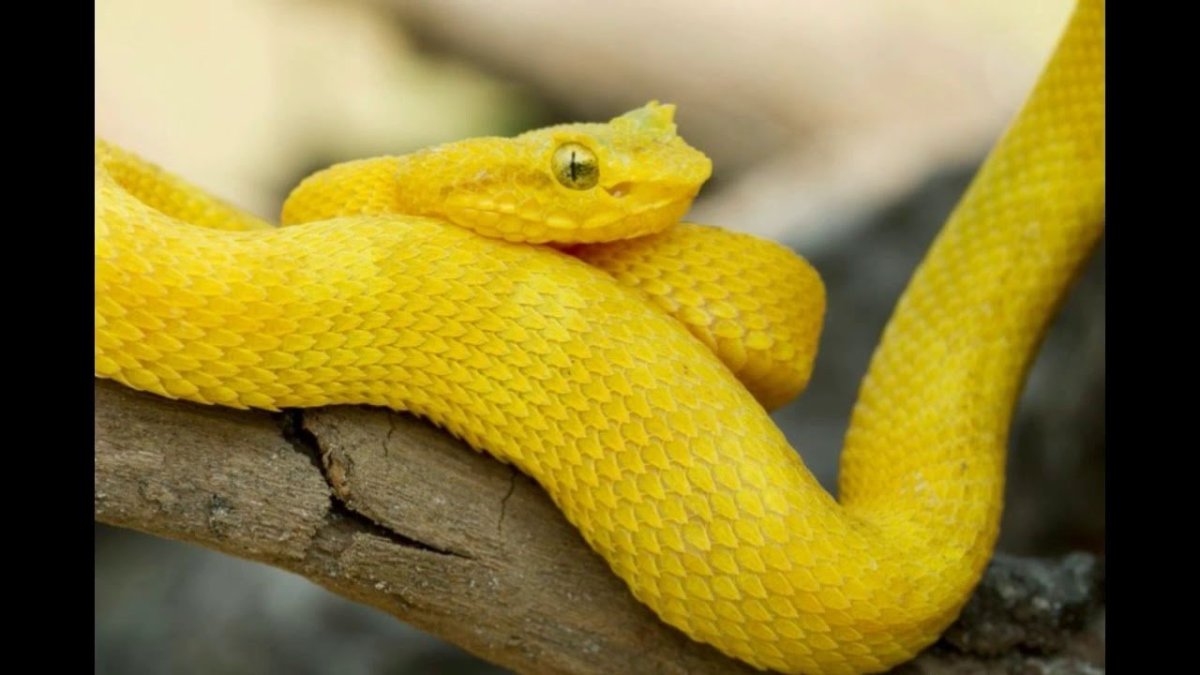 Полоз гадюка желтая