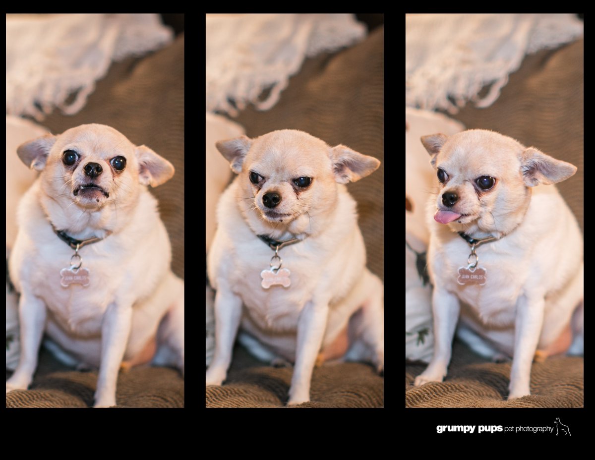 Чихуахуа пушистый микро