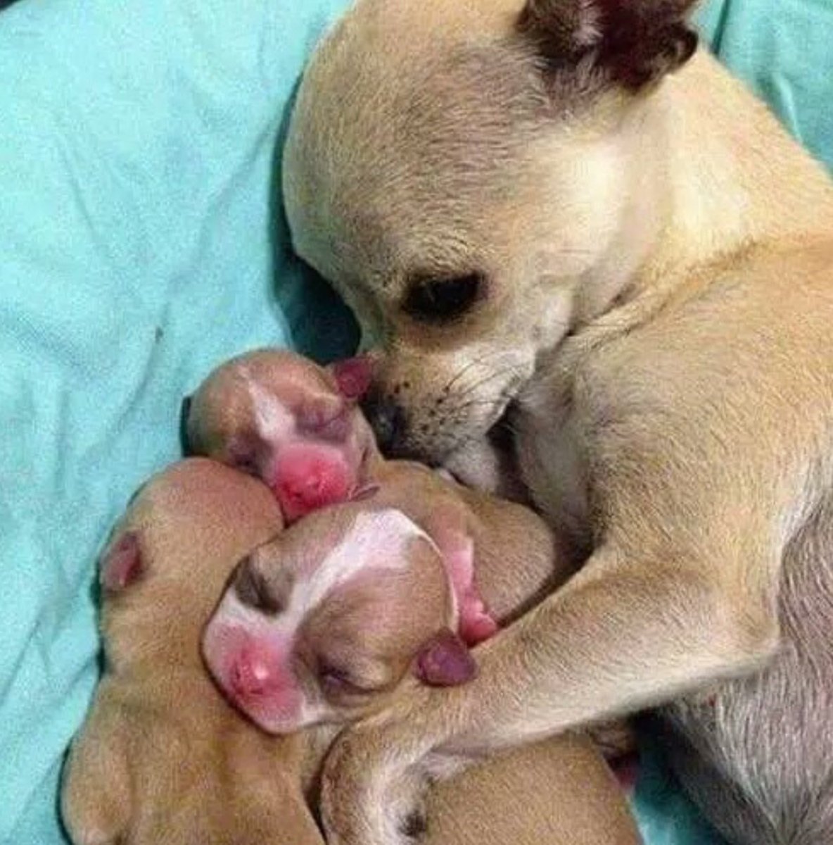 Самая маленькая порода собак чихуахуа