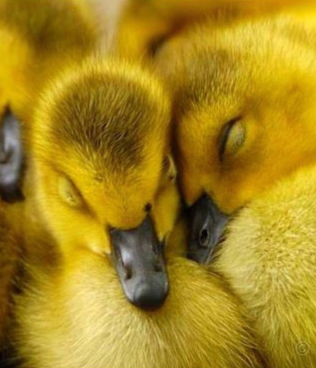 Желтые животные