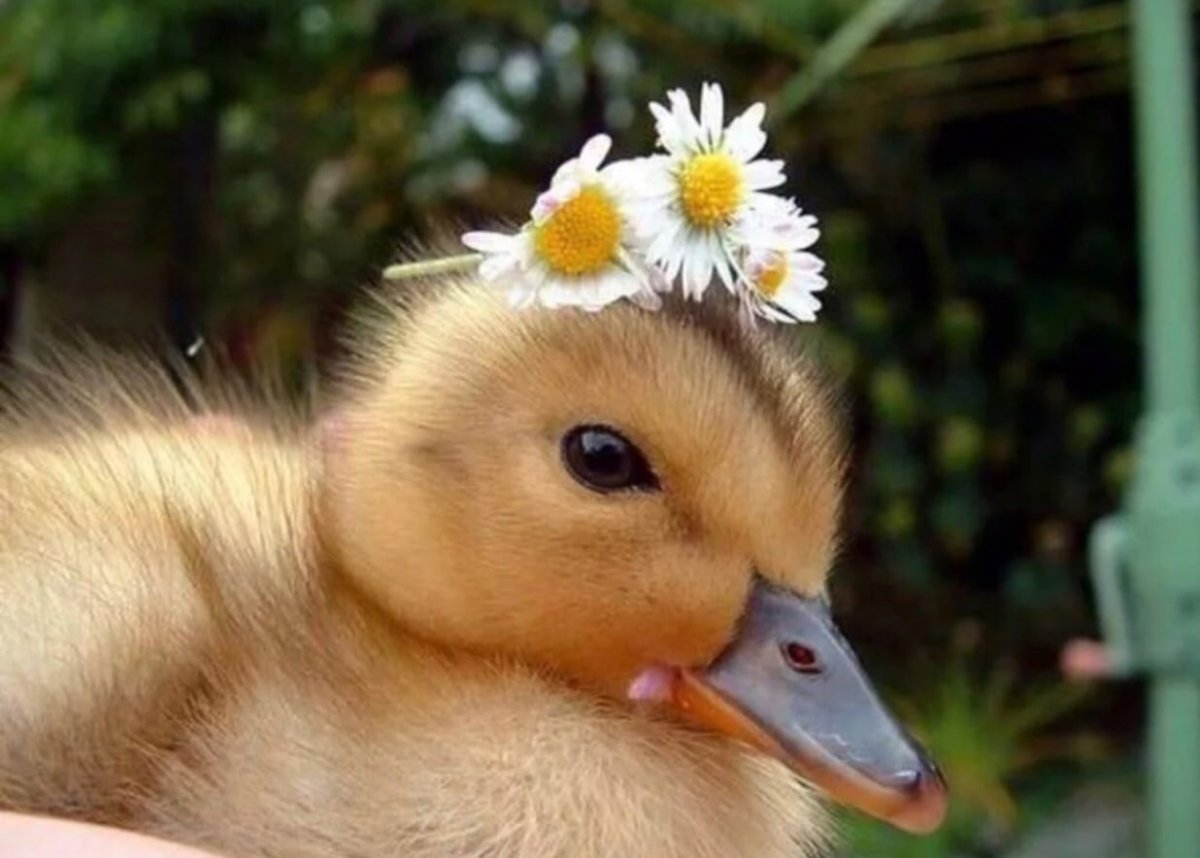 Забавные утки