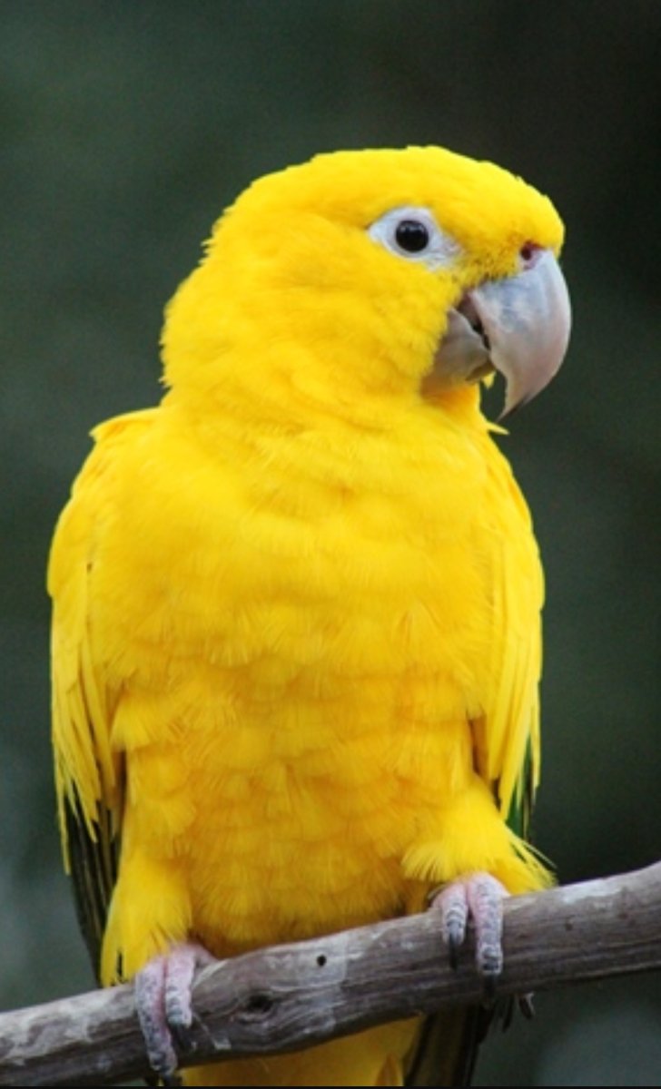 Животные на желтый свет