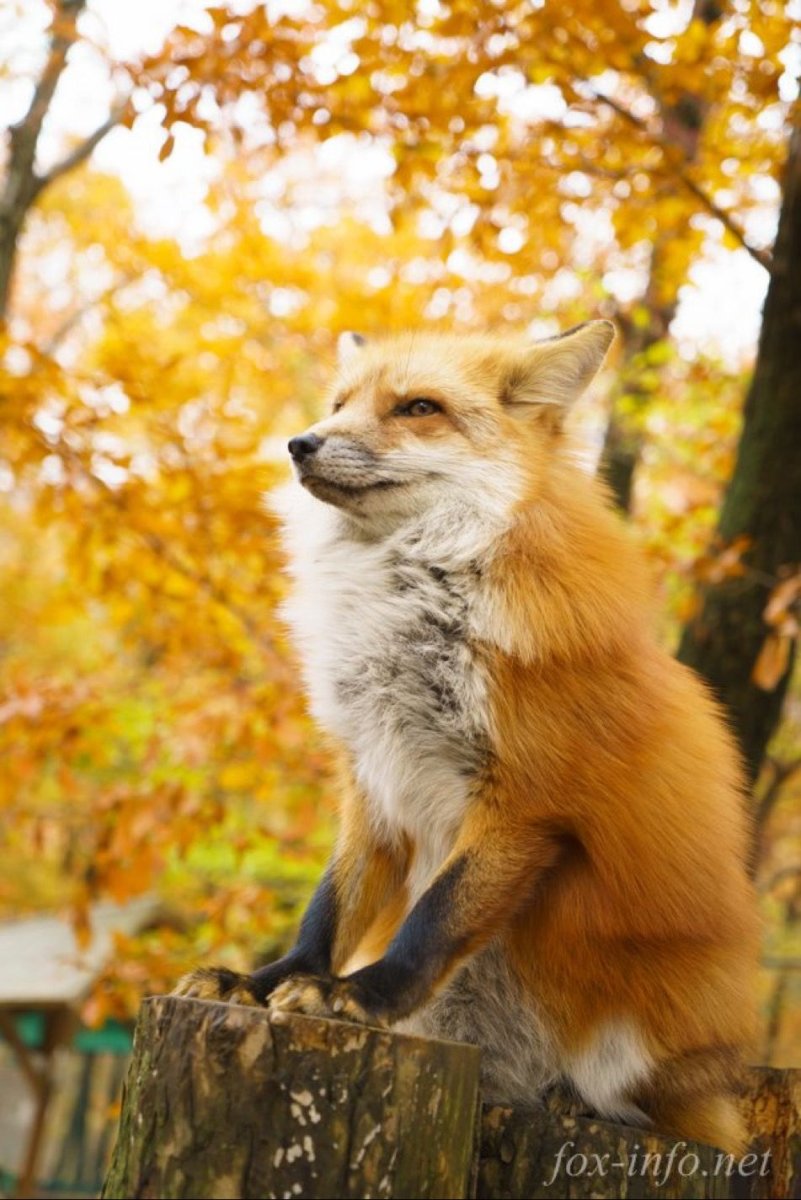 Золотая лиса