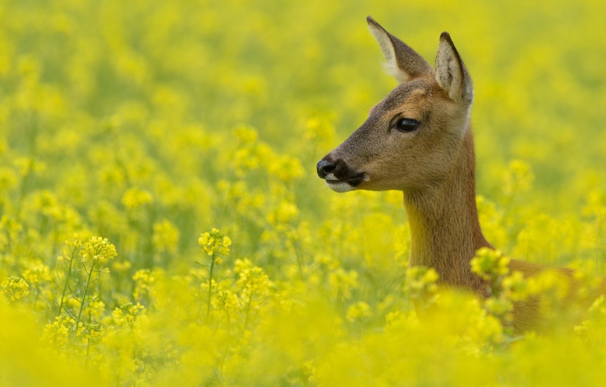 Цветы косуля