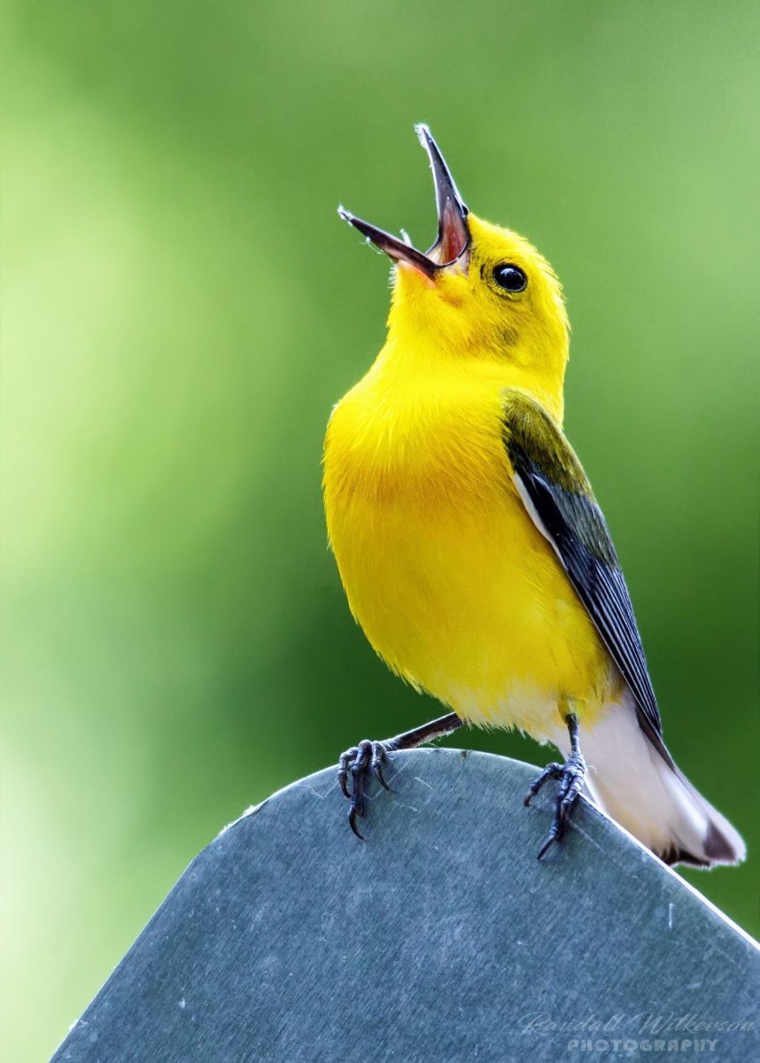 Prothonotary Warbler