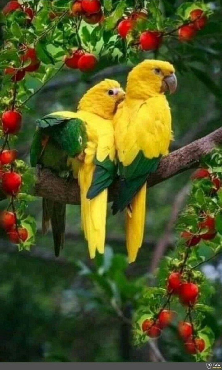 Золотая аратинга