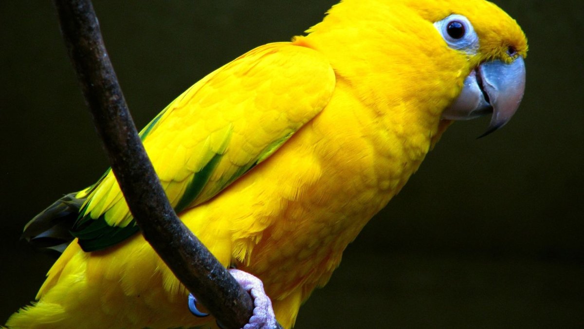Попугай аратинга желтый