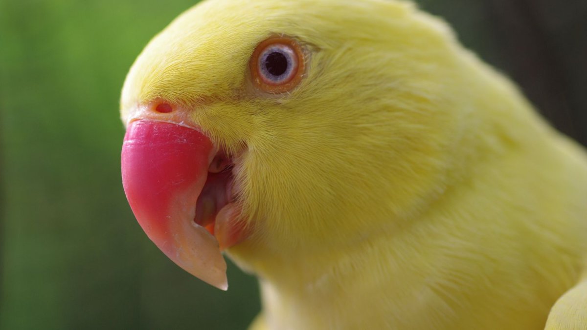 Калита попугай желтый