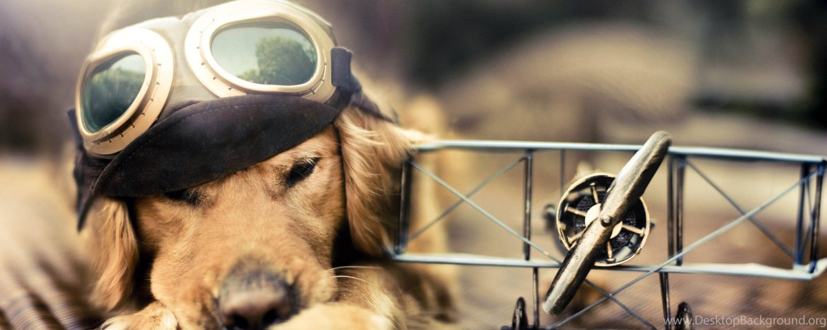 Собака в шлеме летчика