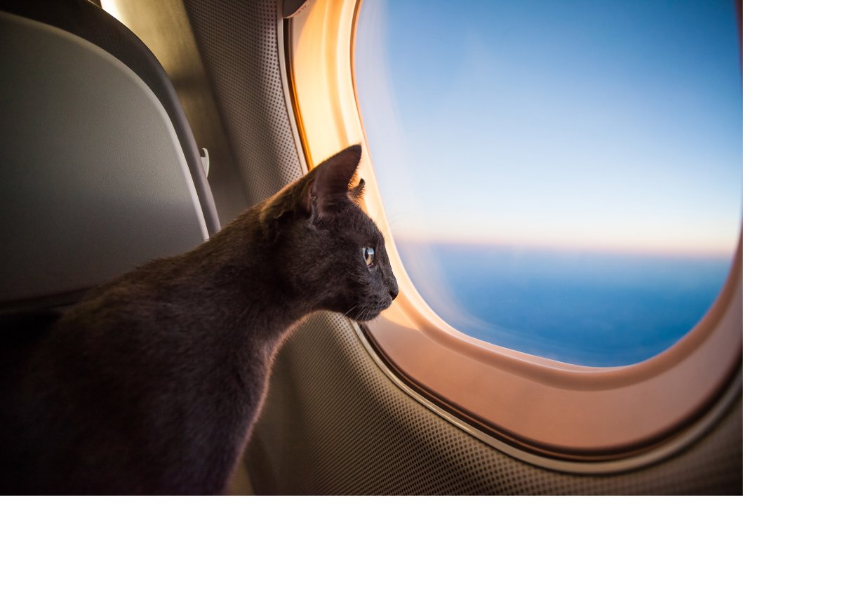 Жираф в иллюминаторе