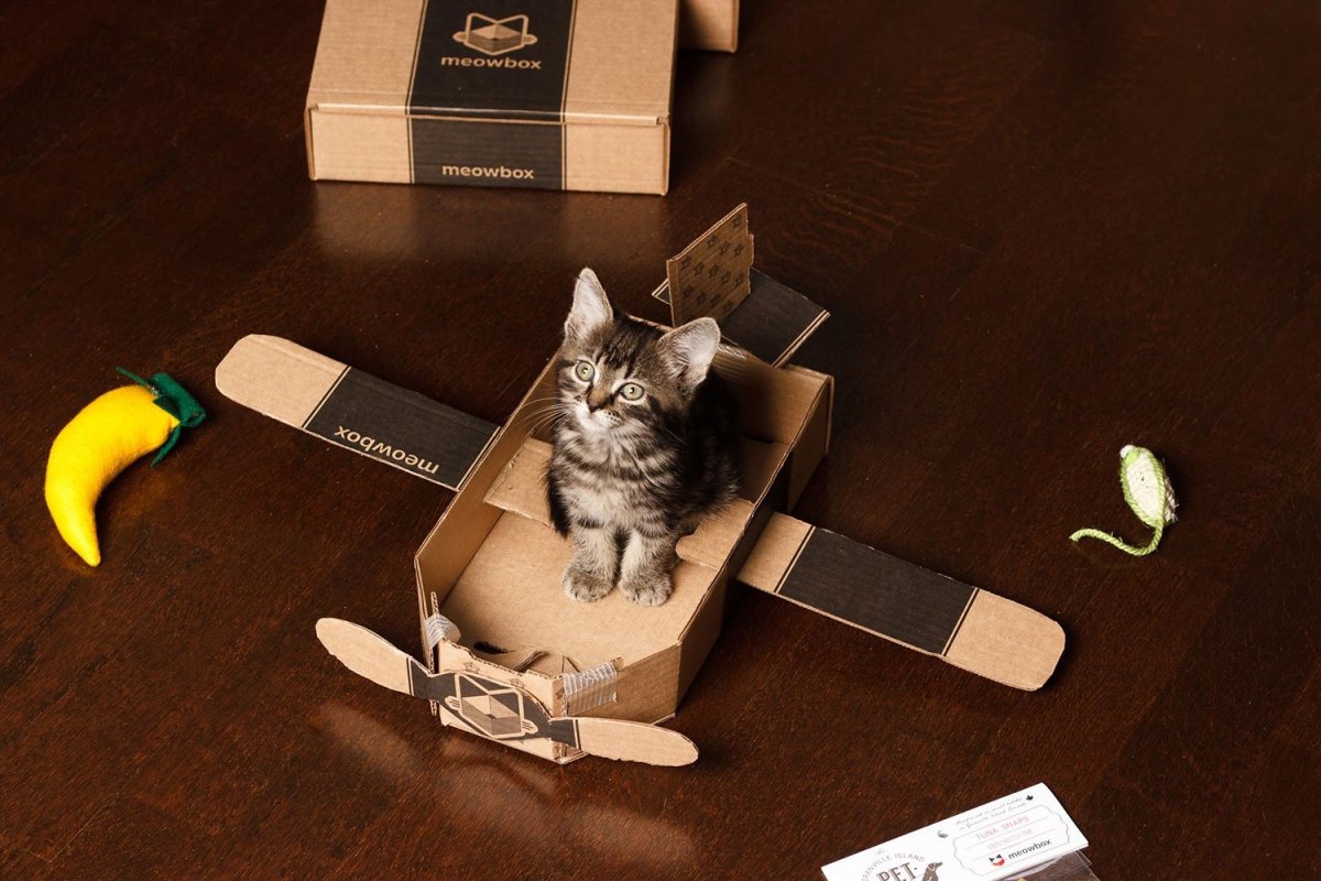 Кот в самолете