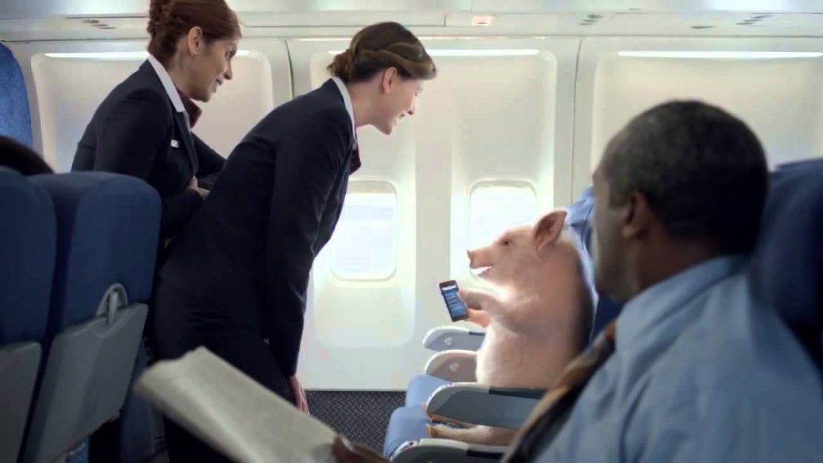 Животные в салоне самолета