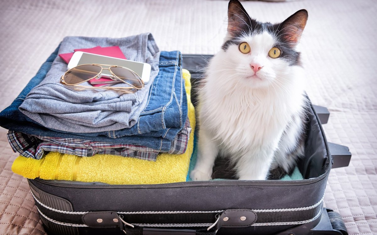 Кот собирает чемодан