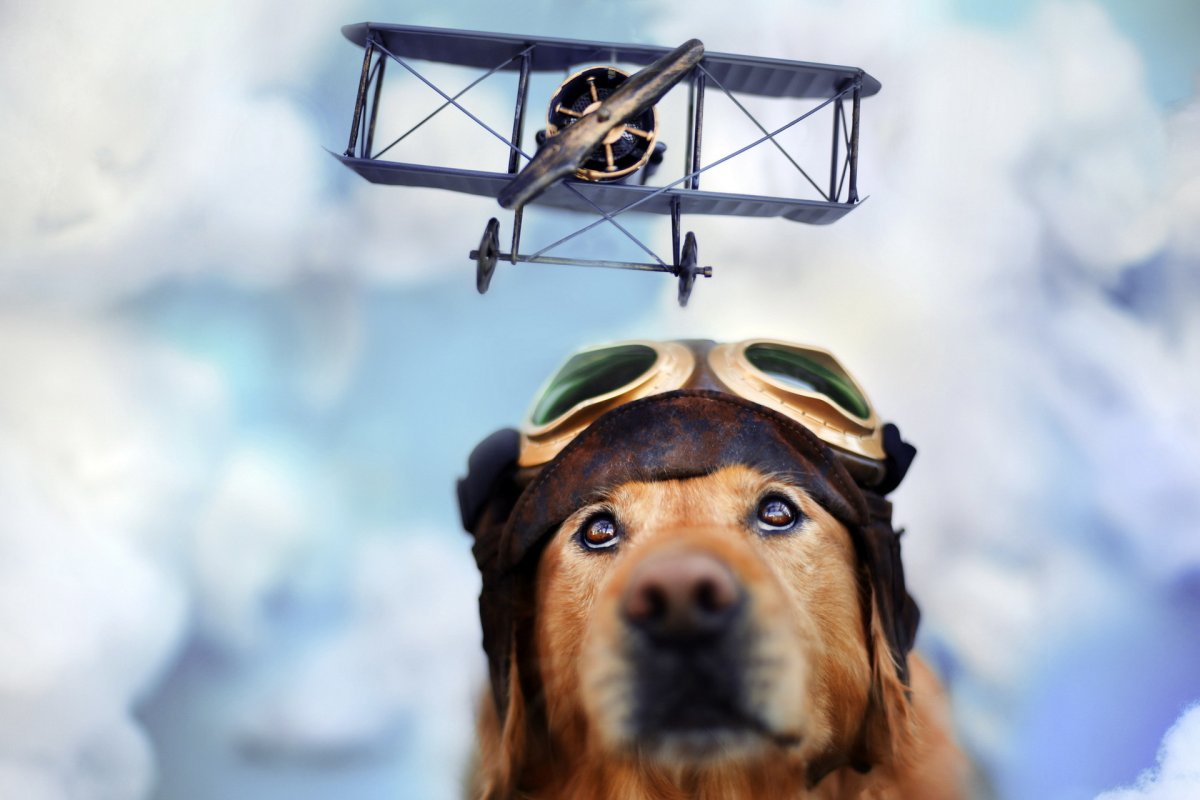 Авиация и животные