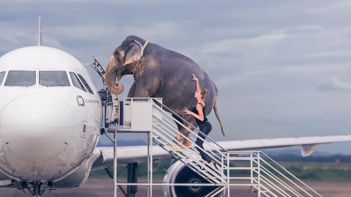 Слоник на самолете