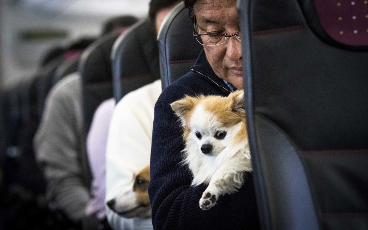 Собака в самолете