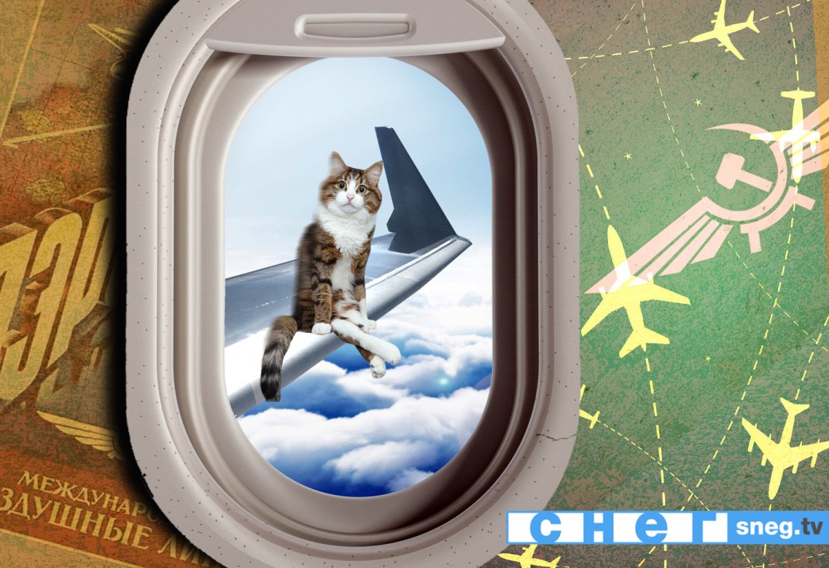 Кот в самолете