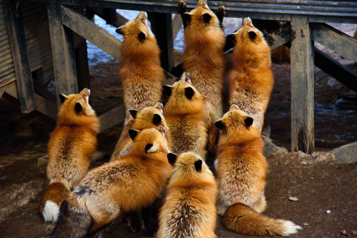 Обыкновенная лисица (рыжая лисица)