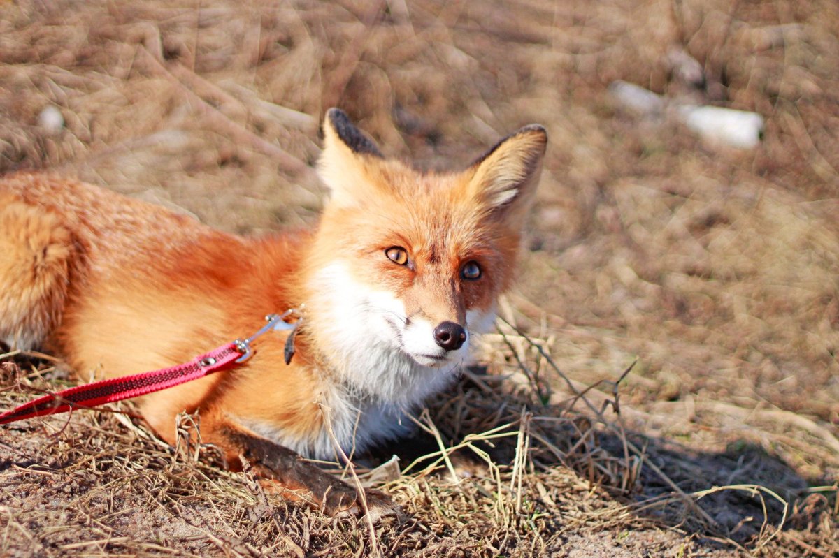 Енотовидная лиса