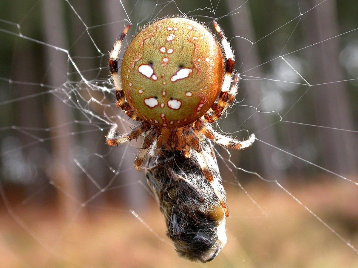 Необычные пауки