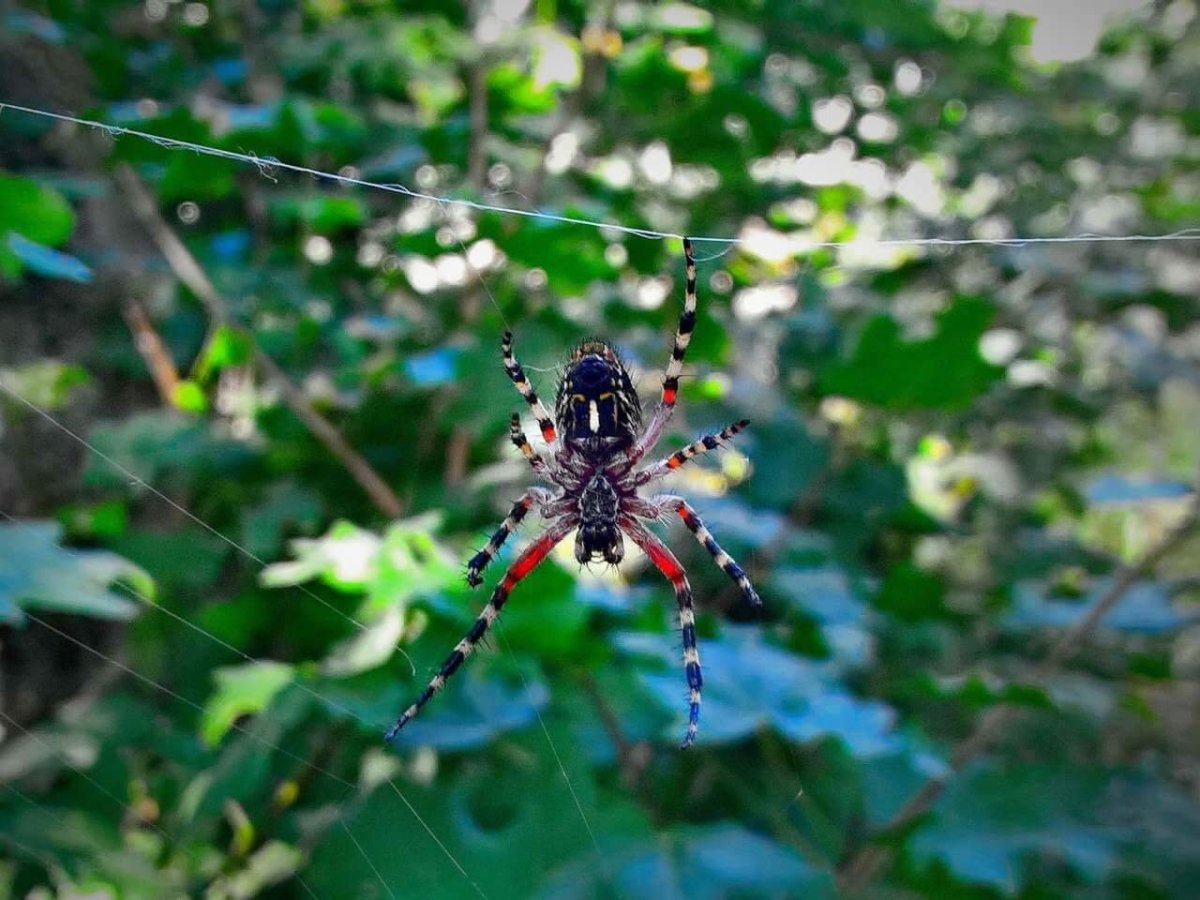 Пауки в Таганроге