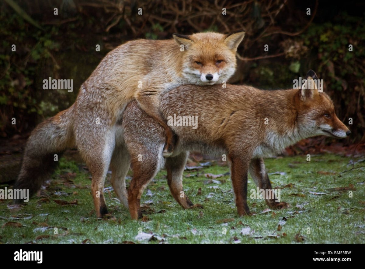 Лисью деревню Дзао Кицунэ Мура.