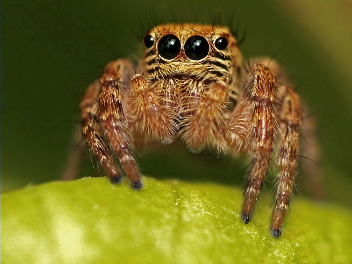 Паук скакунчик Забайкальский край