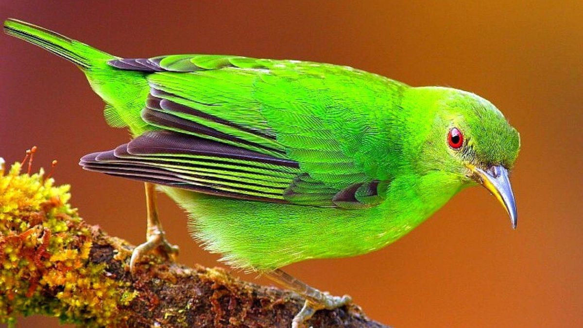 Зеленая танагра птица