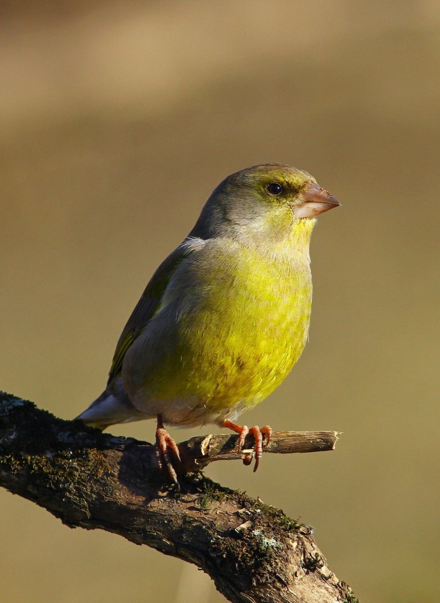 Птичка зеленушка
