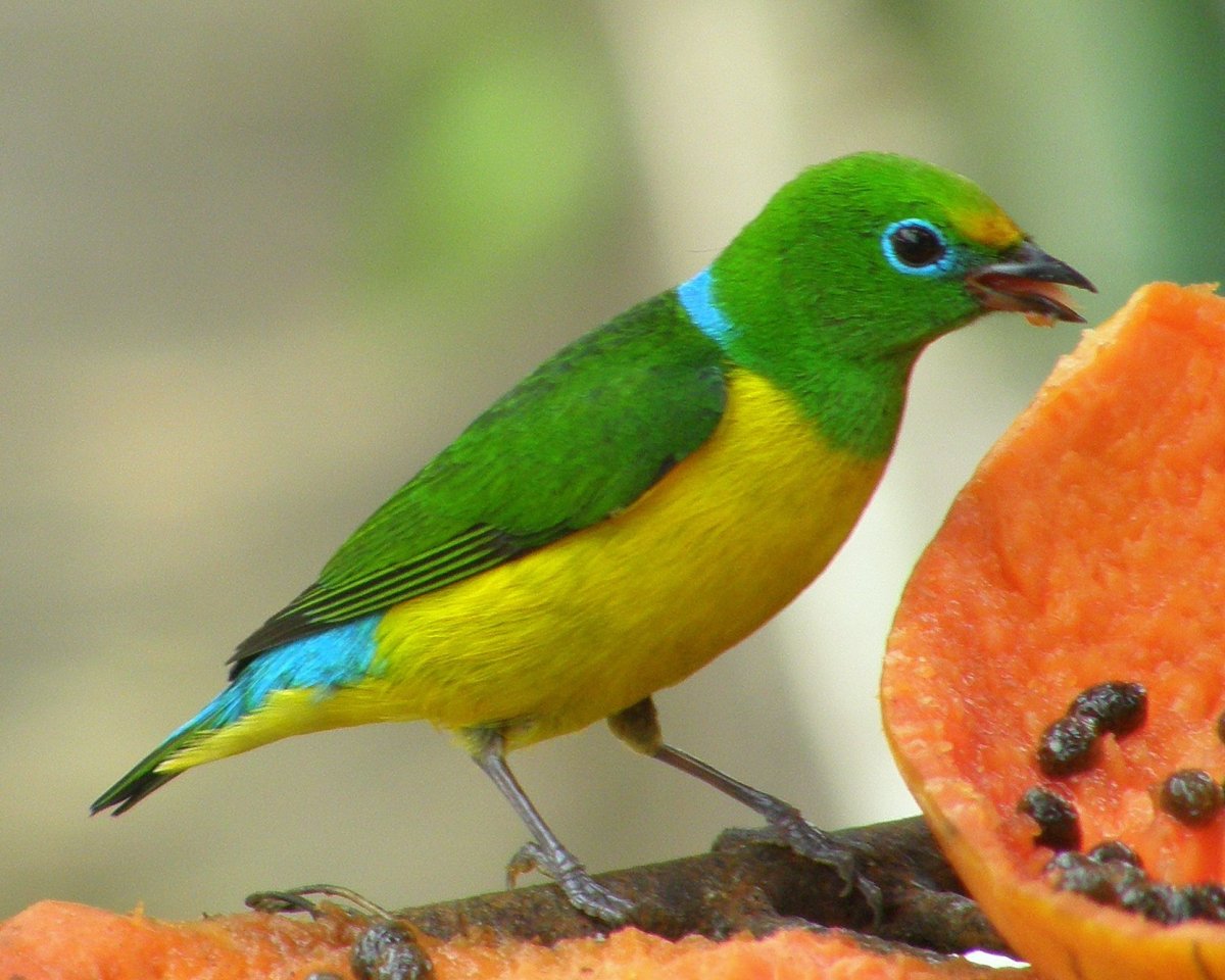 Blue-naped Chlorophonia