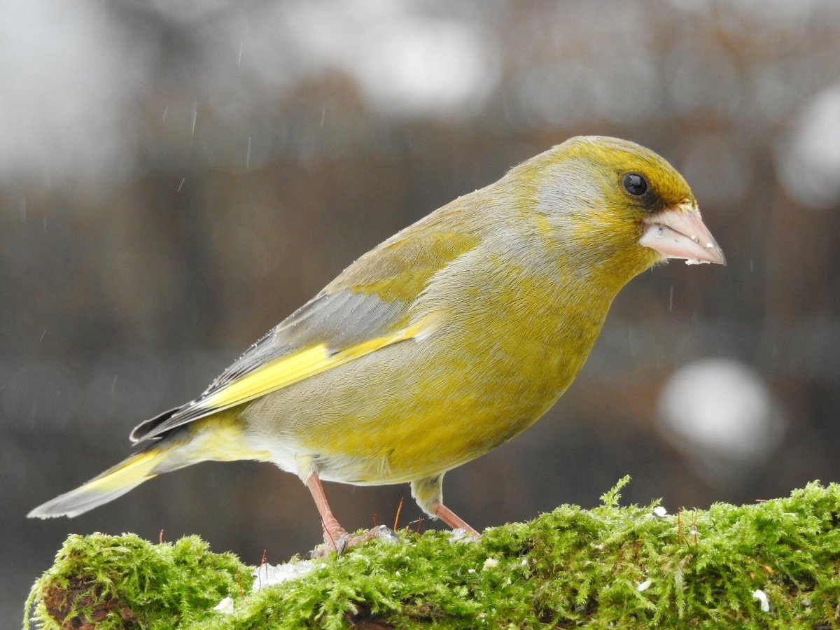 Зеленушка обыкновенная птица
