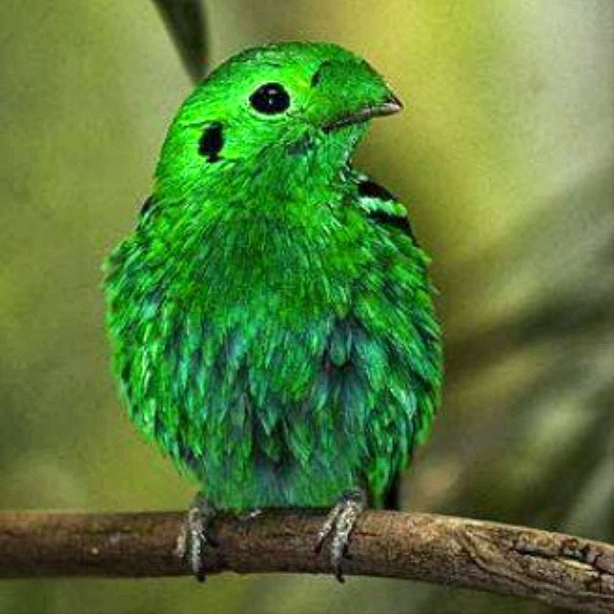 Маленькие зеленые птички