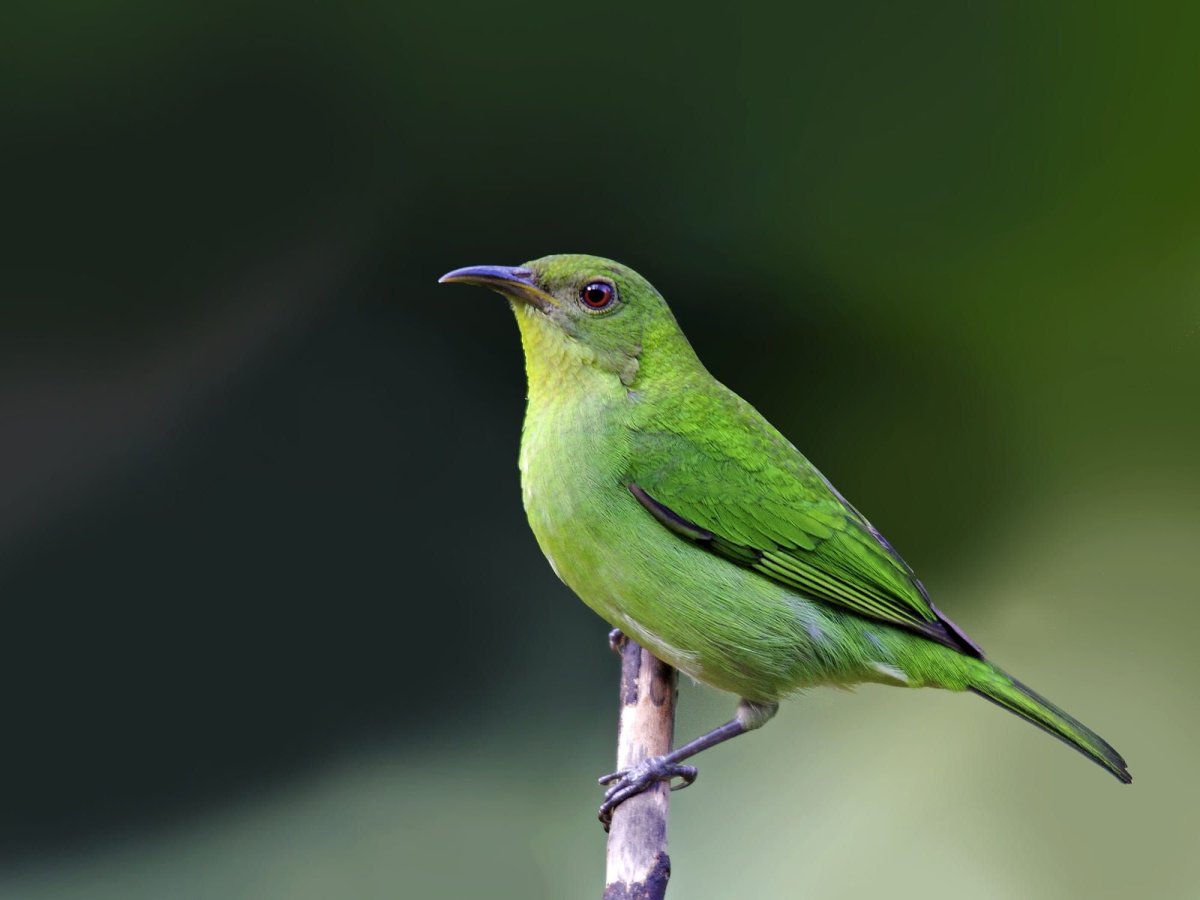 Птицы зеленого цвета