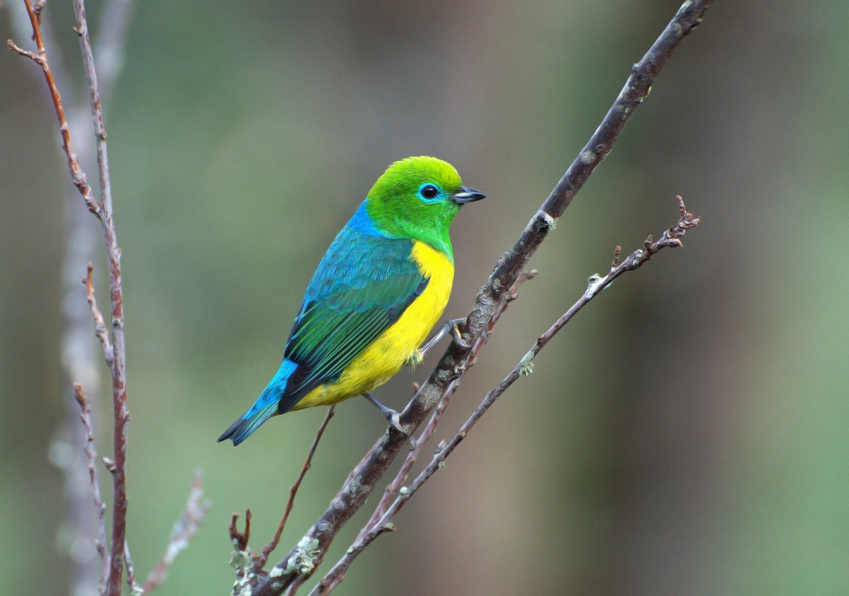 Chlorophonia cyanea