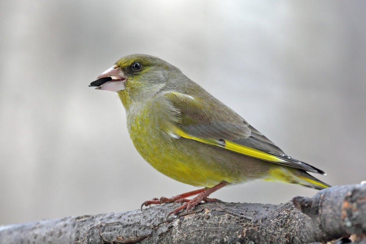 Зеленушка, Воробей