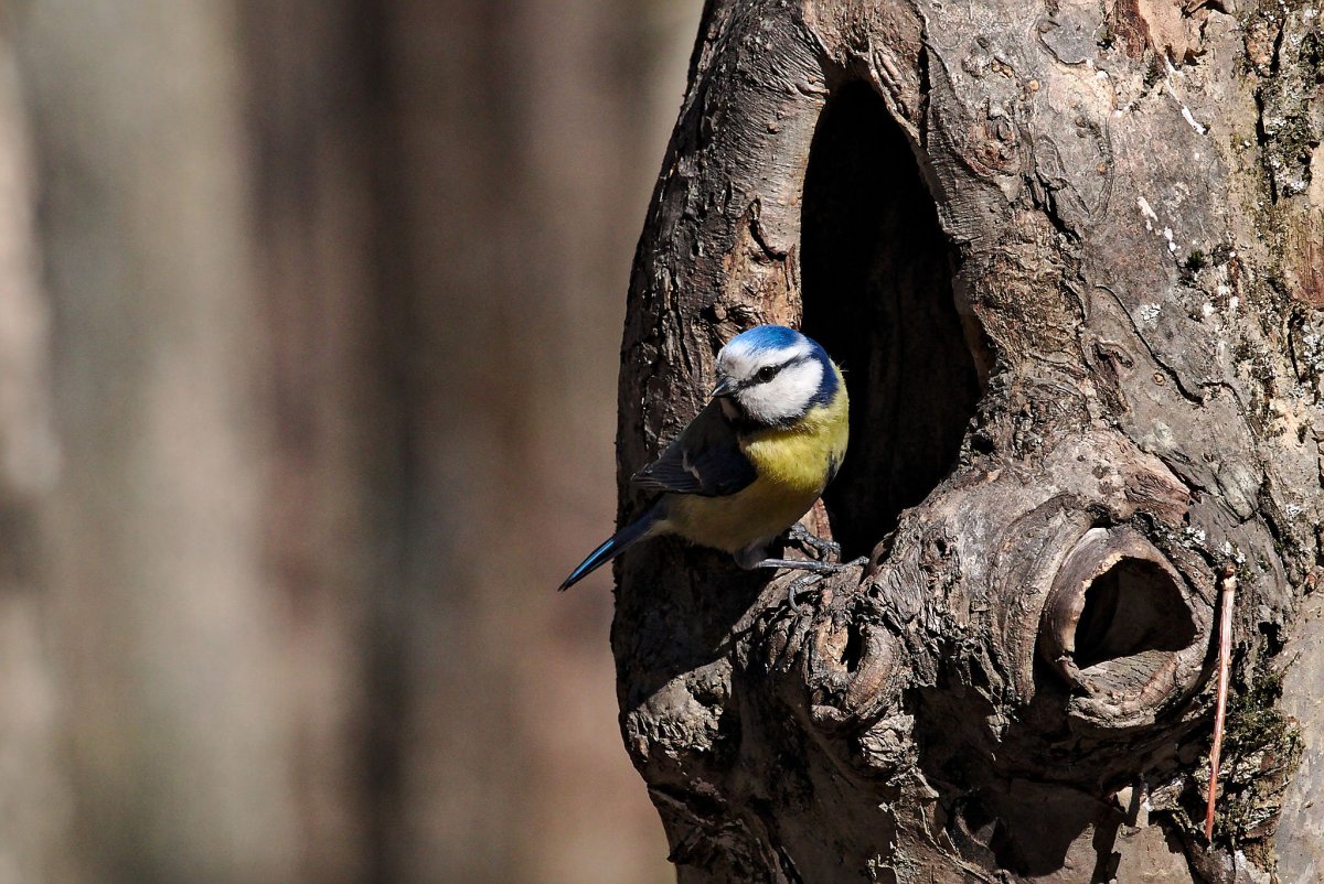 Синичье гнездо