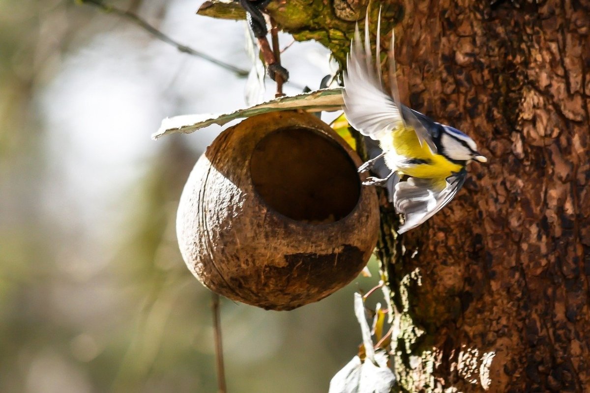 Гнездо синицы лазоревки